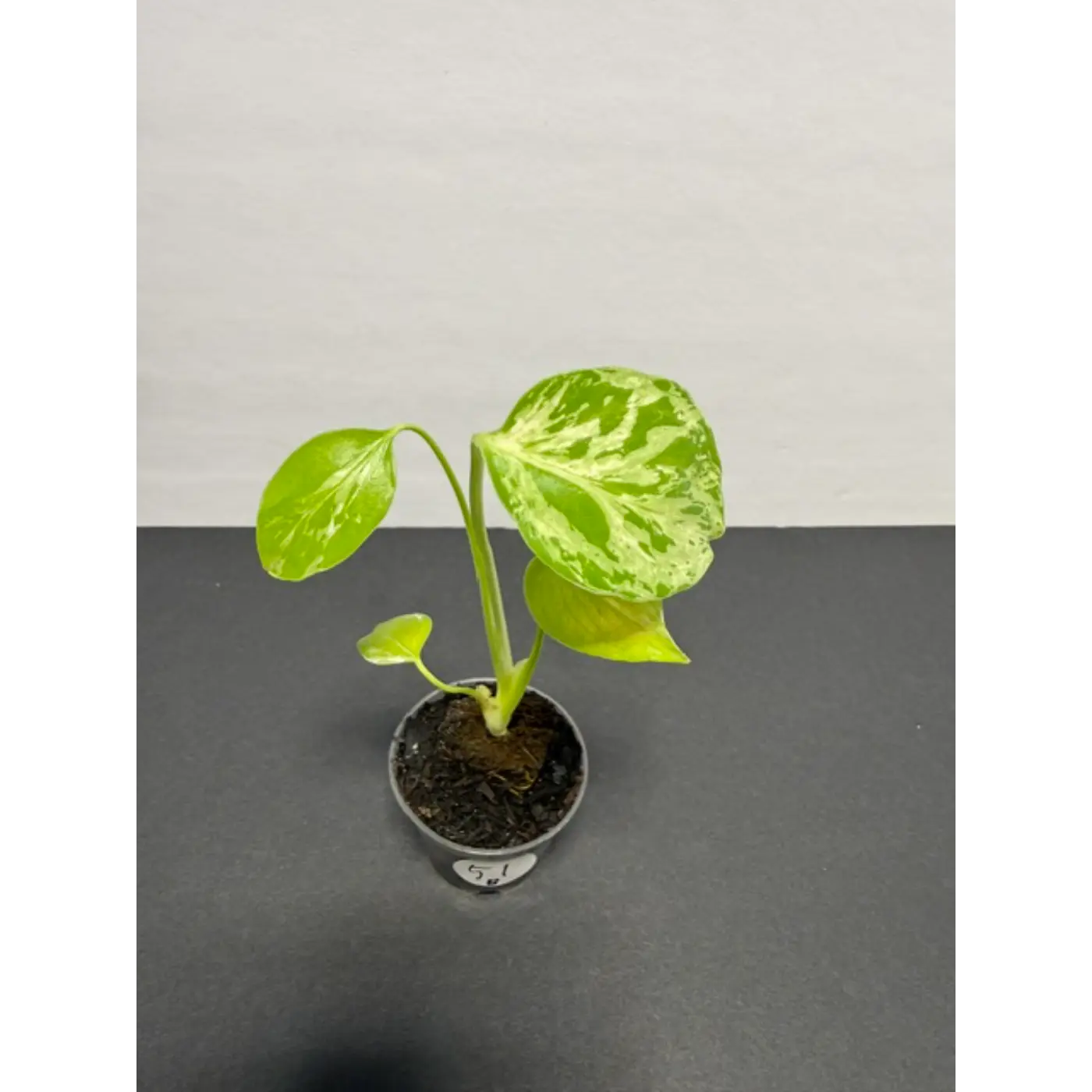 Variegated Monstera Bulbasaur - 2 Inch Pot | Unique Camouflage Houseplant (51)
