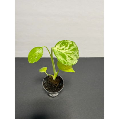 Variegated Monstera Bulbasaur - 2 Inch Pot | Unique Camouflage Houseplant (51)
