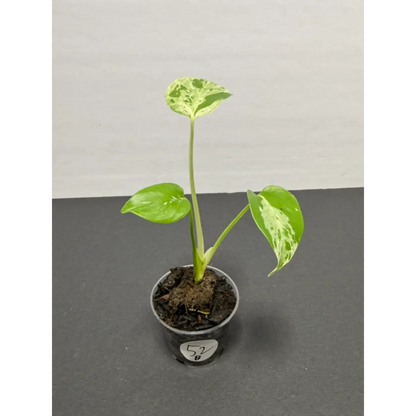 Variegated Monstera Bulbasaur - 2 Inch Pot | Unique Camouflage Houseplant (52)