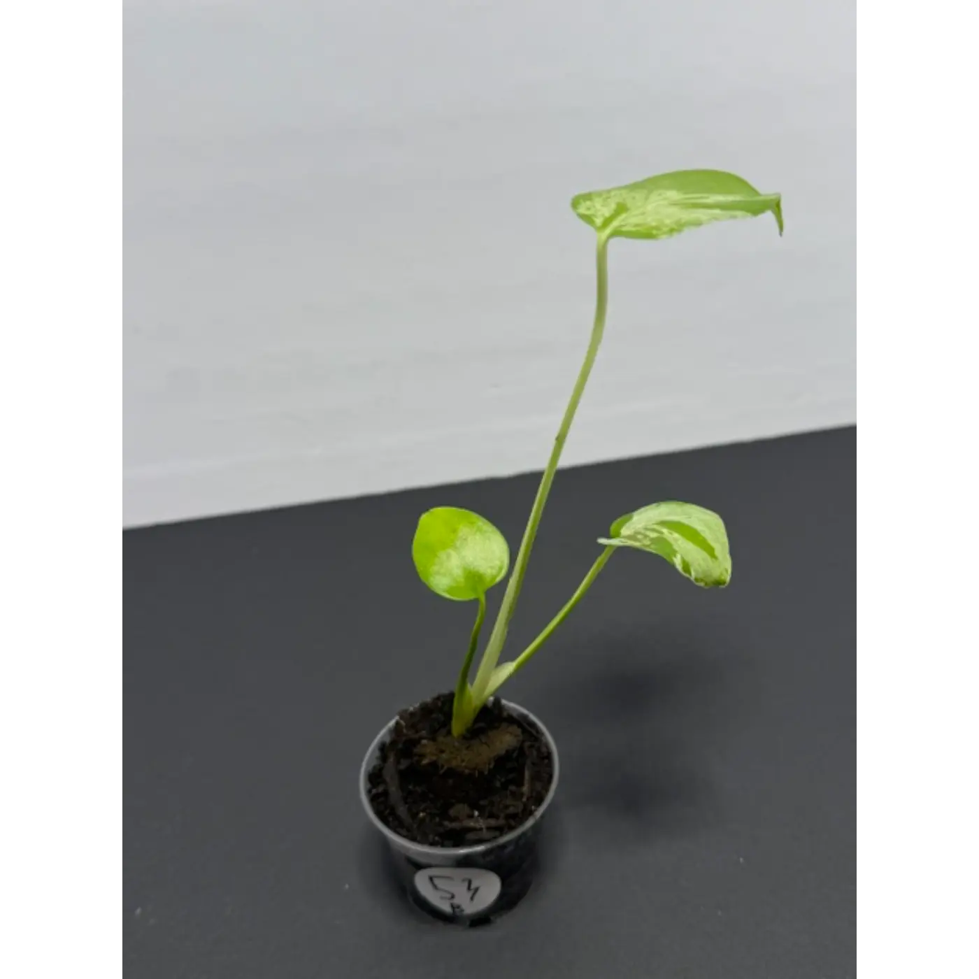 Variegated Monstera Bulbasaur - 2 Inch Pot | Unique Camouflage Houseplant (53)