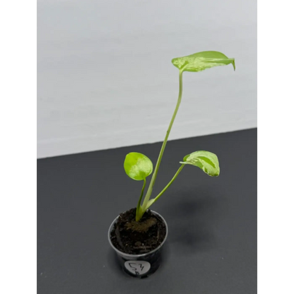 Variegated Monstera Bulbasaur - 2 Inch Pot | Unique Camouflage Houseplant (53)