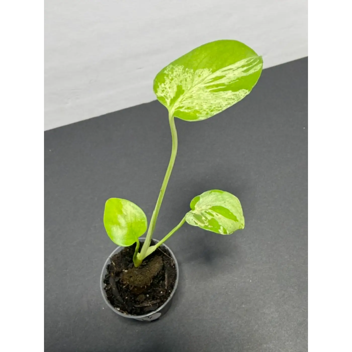 Variegated Monstera Bulbasaur - 2 Inch Pot | Unique Camouflage Houseplant (53)