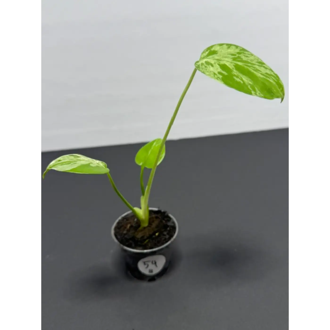 Variegated Monstera Bulbasaur - 2 Inch Pot | Unique Camouflage Houseplant (54)