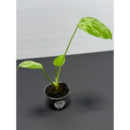 Variegated Monstera Bulbasaur - 2 Inch Pot | Unique Camouflage Houseplant (54)