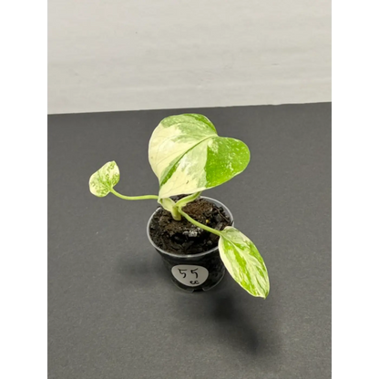 Monstera Cream Cheese Variegated - 2 Inch Pot Houseplant | Creamy White & Yellow Marbled Leaves (55)