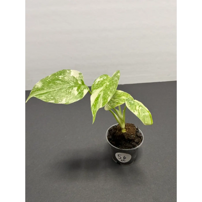 Monstera Cream Cheese Variegated - 2 Inch Pot Houseplant | Creamy White & Yellow Marbled Leaves (56)