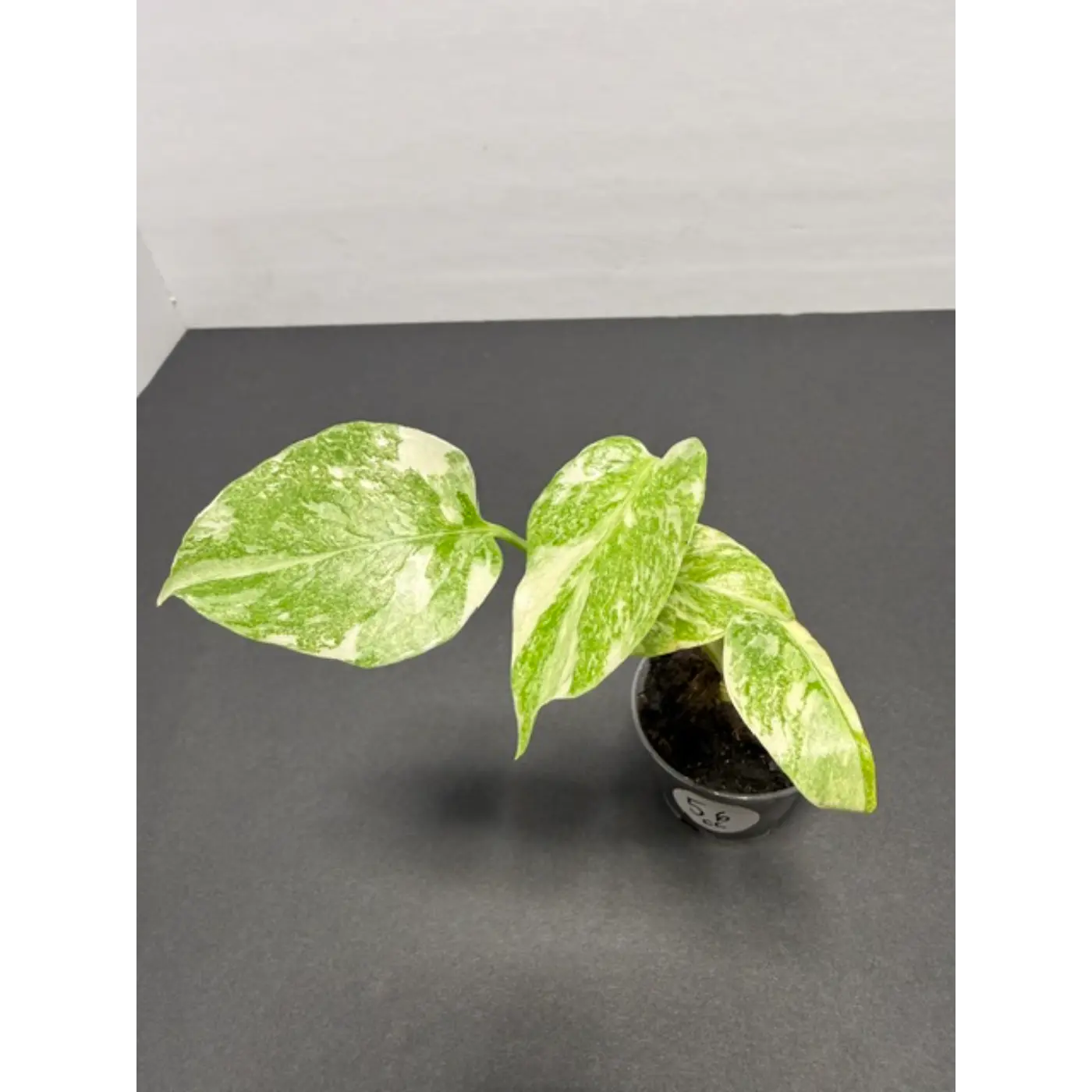 Monstera Cream Cheese Variegated - 2 Inch Pot Houseplant | Creamy White & Yellow Marbled Leaves (56)
