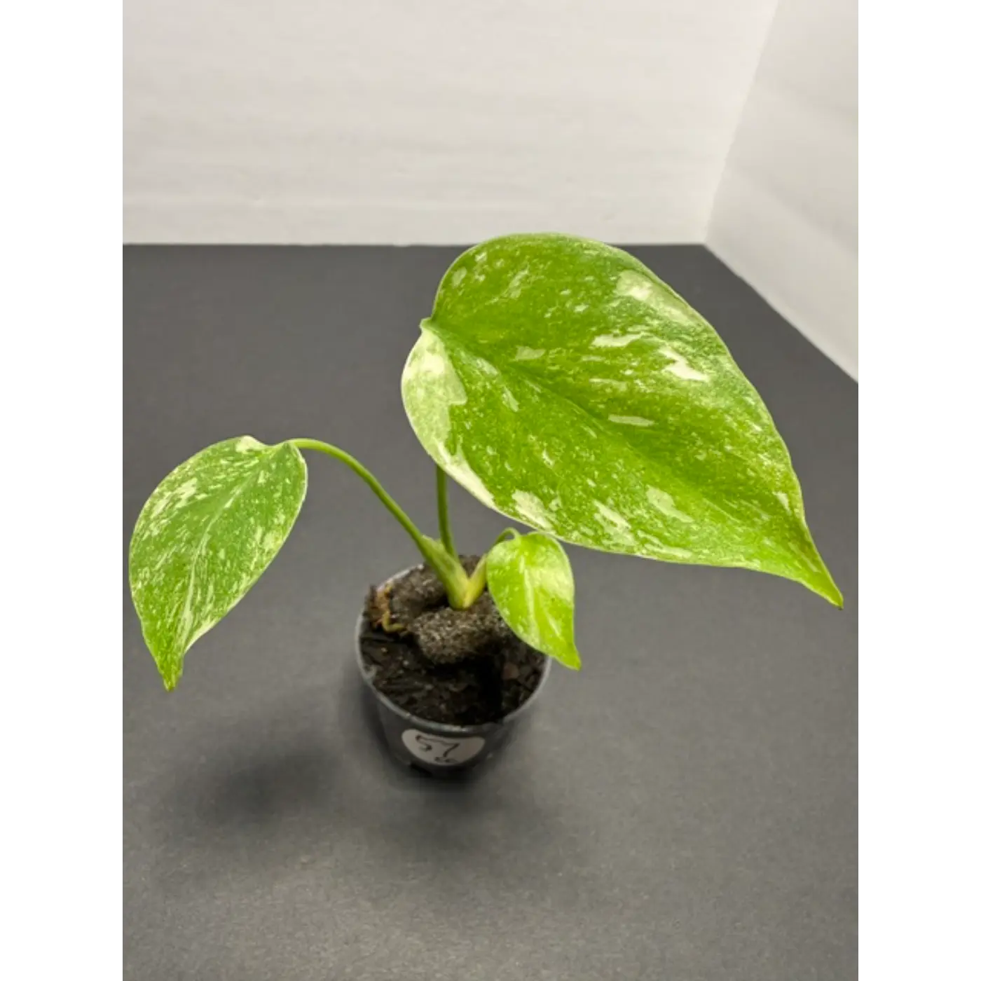Monstera Cream Cheese Variegated - 2 Inch Pot Houseplant | Creamy White & Yellow Marbled Leaves (57)