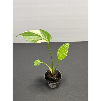Monstera Cream Cheese Variegated - 2 Inch Pot Houseplant | Creamy White & Yellow Marbled Leaves (58)
