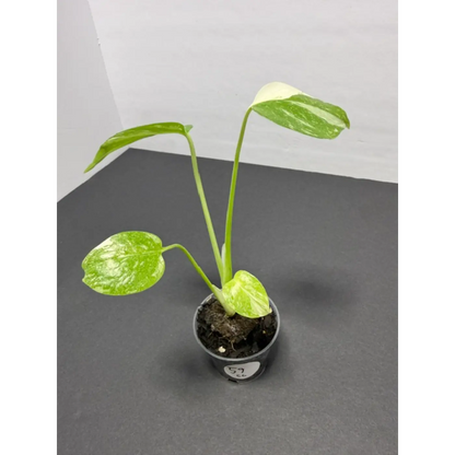 Monstera Cream Cheese Variegated - 2 Inch Pot Houseplant | Creamy White & Yellow Marbled Leaves (59)