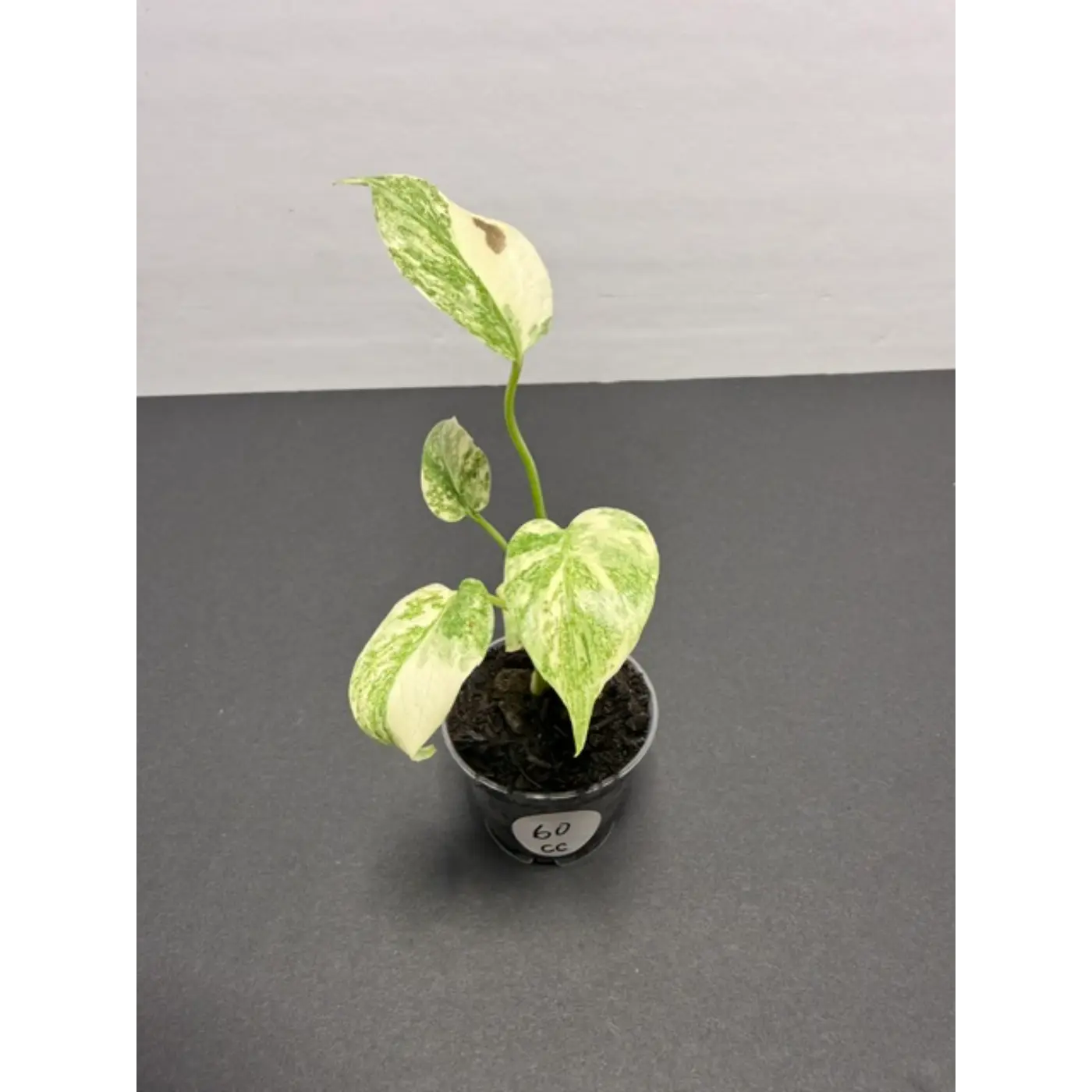 Monstera Cream Cheese Variegated - 2 Inch Pot Houseplant | Creamy White & Yellow Marbled Leaves (60)