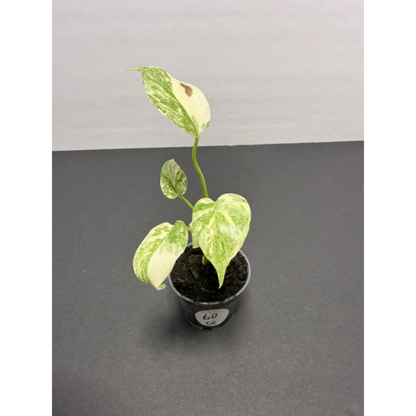 Monstera Cream Cheese Variegated - 2 Inch Pot Houseplant | Creamy White & Yellow Marbled Leaves (60)