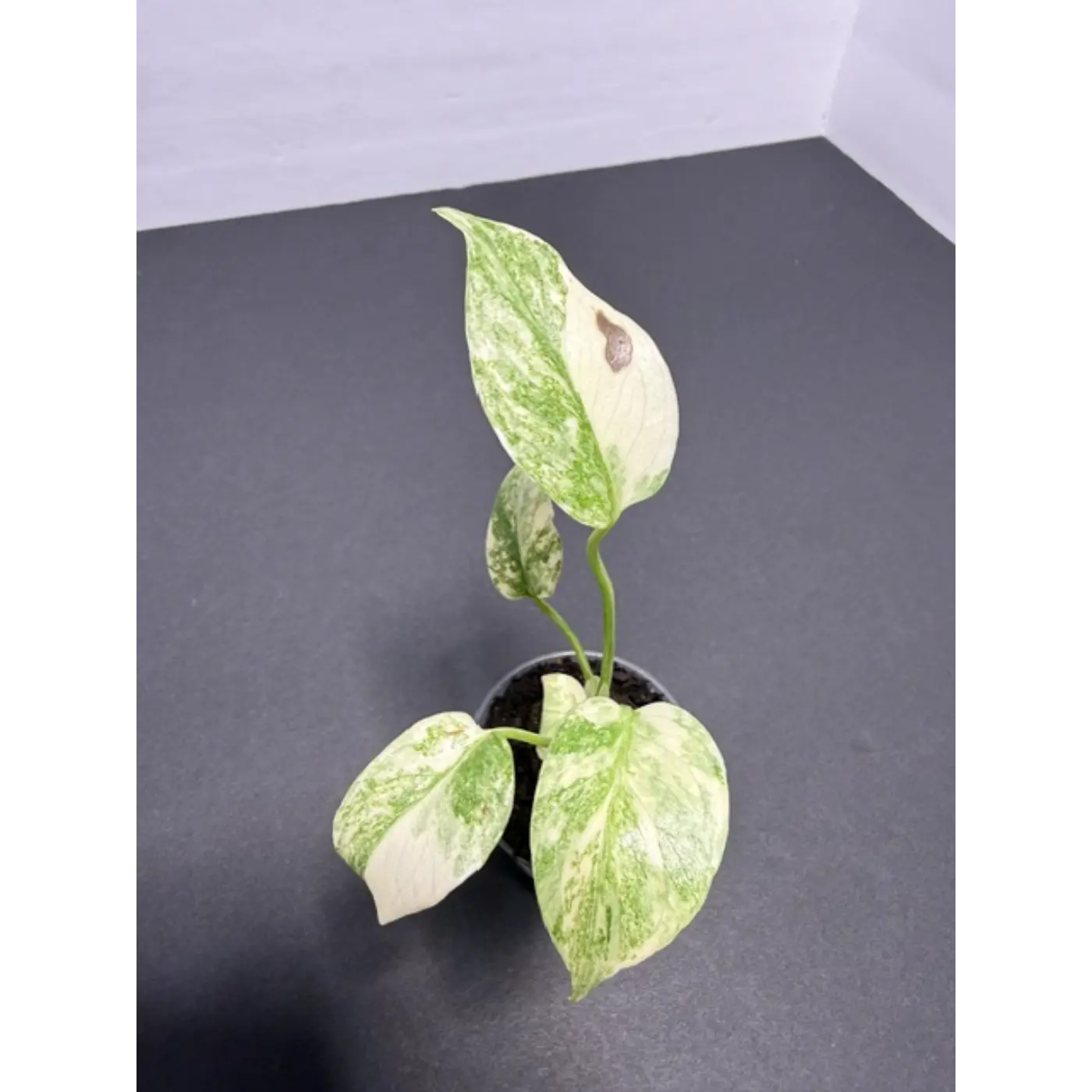 Monstera Cream Cheese Variegated - 2 Inch Pot Houseplant | Creamy White & Yellow Marbled Leaves (60)