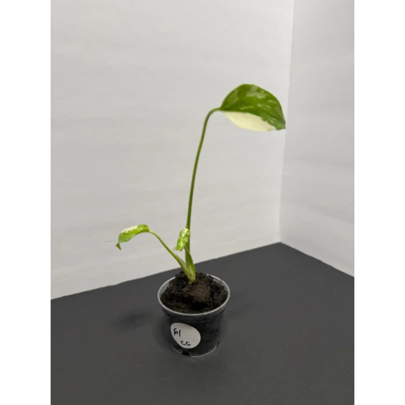 Monstera Cream Cheese Variegated - 2 Inch Pot Houseplant | Creamy White & Yellow Marbled Leaves (61)