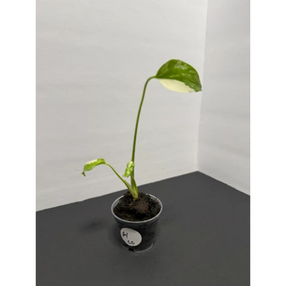 Monstera Cream Cheese Variegated - 2 Inch Pot Houseplant | Creamy White & Yellow Marbled Leaves (61)
