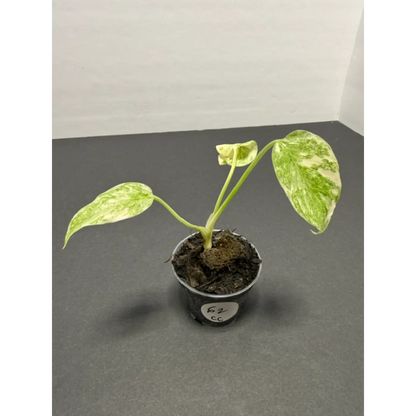 Monstera Cream Cheese Variegated - 2 Inch Pot Houseplant | Creamy White & Yellow Marbled Leaves (62)