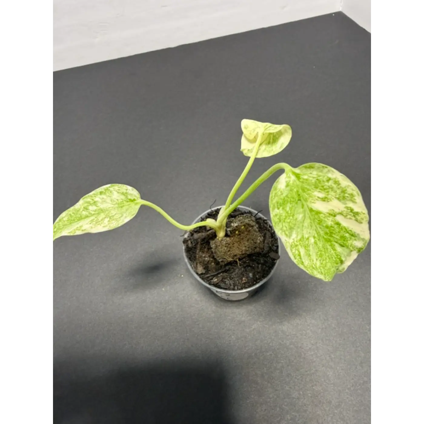 Monstera Cream Cheese Variegated - 2 Inch Pot Houseplant | Creamy White & Yellow Marbled Leaves (62)