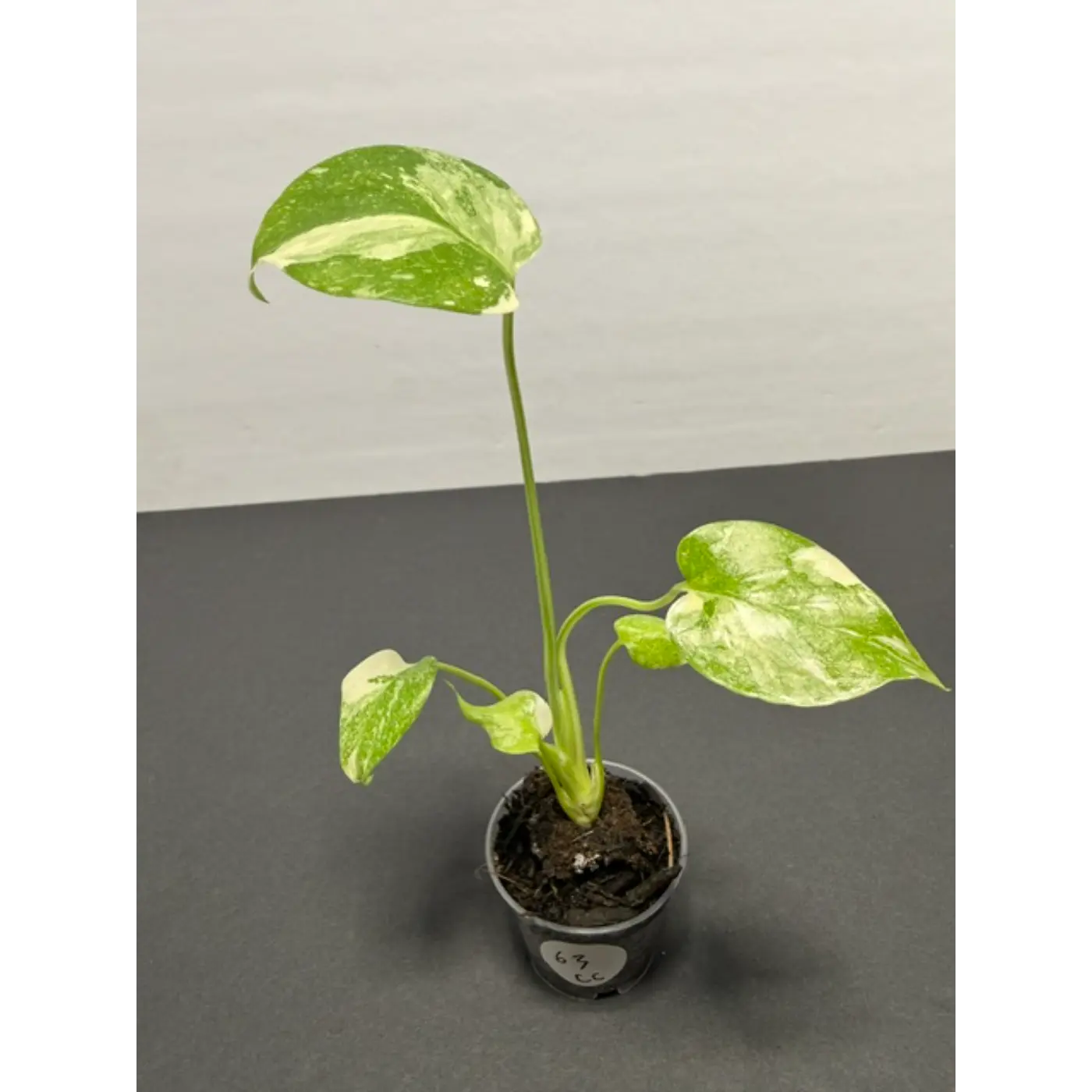 Monstera Cream Cheese Variegated - 2 Inch Pot Houseplant | Creamy White & Yellow Marbled Leaves (63)