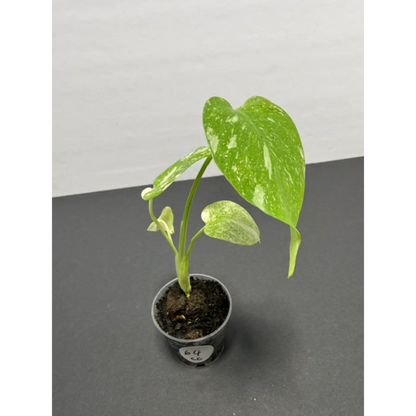 Monstera Cream Cheese Variegated - 2 Inch Pot Houseplant | Creamy White & Yellow Marbled Leaves (64)
