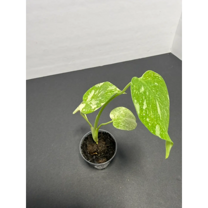 Monstera Cream Cheese Variegated - 2 Inch Pot Houseplant | Creamy White & Yellow Marbled Leaves (64)