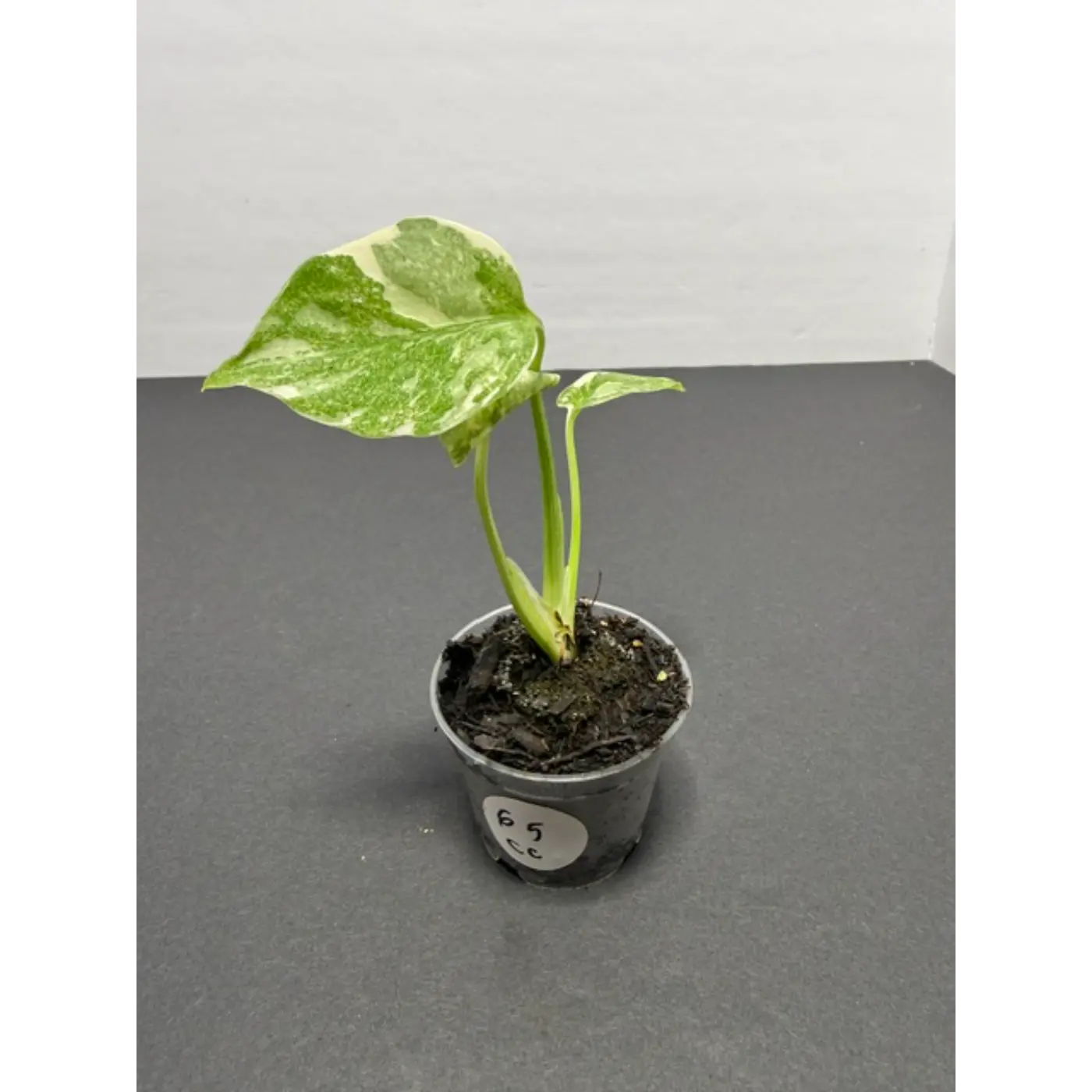 Monstera Cream Cheese Variegated - 2 Inch Pot Houseplant | Creamy White & Yellow Marbled Leaves (65)