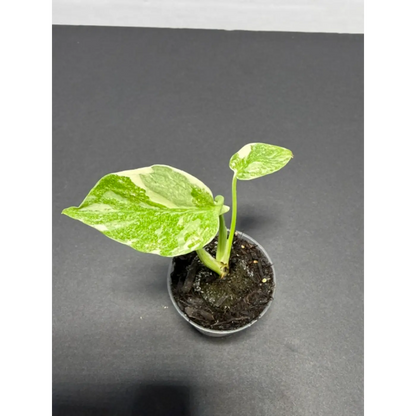 Monstera Cream Cheese Variegated - 2 Inch Pot Houseplant | Creamy White & Yellow Marbled Leaves (65)