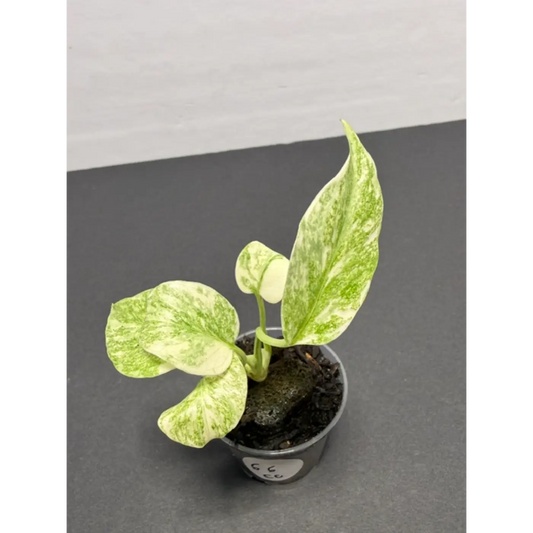 Monstera Cream Cheese Variegated - 2 Inch Pot Houseplant | Creamy White & Yellow Marbled Leaves (66)