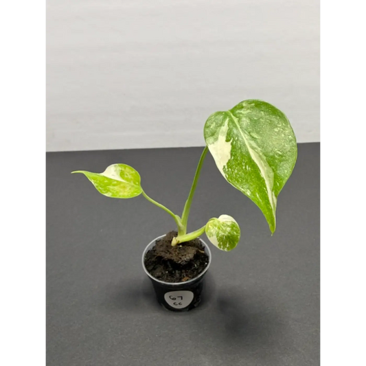 Monstera Cream Cheese Variegated - 2 Inch Pot Houseplant | Creamy White & Yellow Marbled Leaves (67)