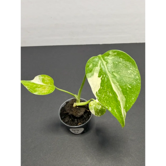 Monstera Cream Cheese Variegated - 2 Inch Pot Houseplant | Creamy White & Yellow Marbled Leaves (67)