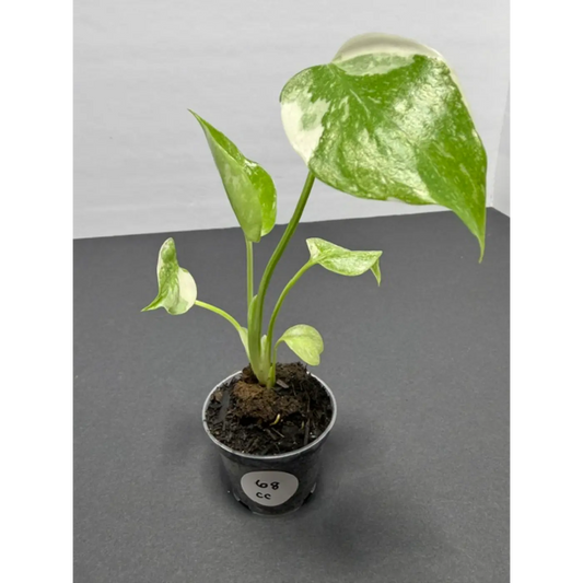 Monstera Cream Cheese Variegated - 2 Inch Pot Houseplant | Creamy White & Yellow Marbled Leaves (68)