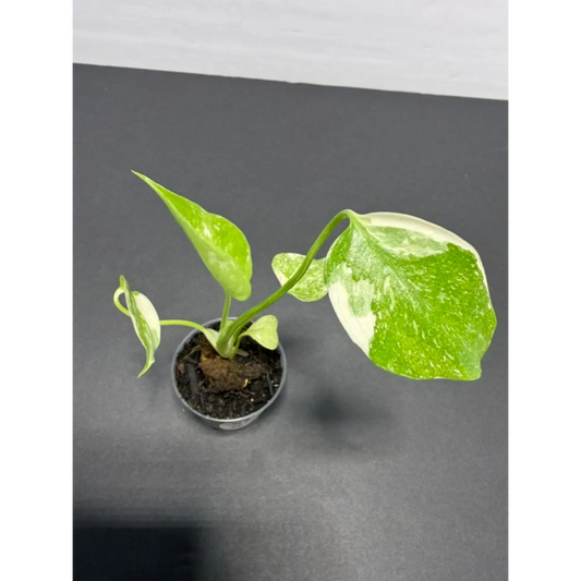 Monstera Cream Cheese Variegated - 2 Inch Pot Houseplant | Creamy White & Yellow Marbled Leaves (68)