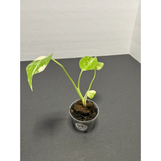 Monstera Cream Cheese Variegated - 2 Inch Pot Houseplant | Creamy White & Yellow Marbled Leaves (69)