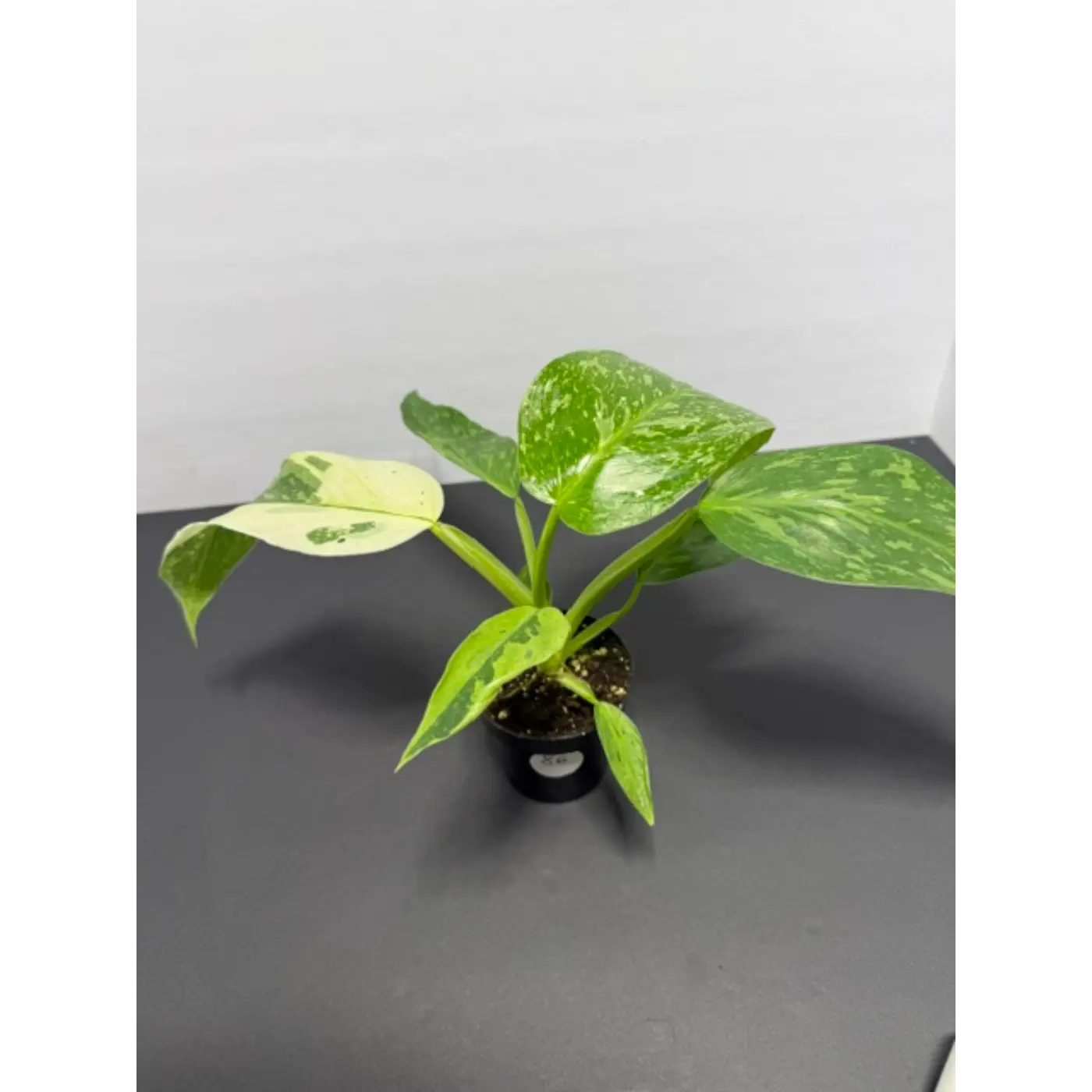 Philodendron Jose Buono 3 Inch Pot - Variegated Houseplant | Large White Cream Splashed Leaves (86)
