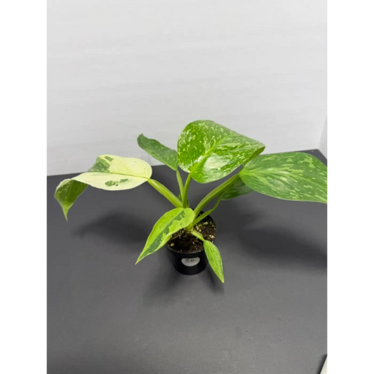 Philodendron Jose Buono 3 Inch Pot (86) - Variegated Houseplant | Large White Cream Splashed Leaves