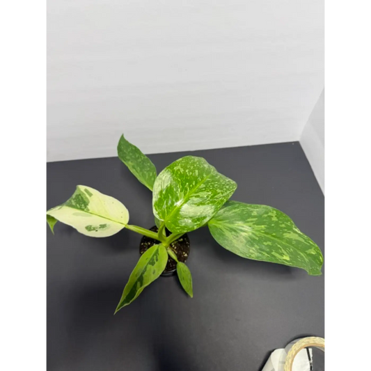 Philodendron Jose Buono 3 Inch Pot (86) - Variegated Houseplant | Large White Cream Splashed Leaves