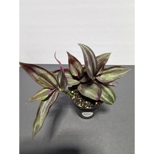 Wandering Jew Plant - Tradescantia Zebrina Tricolor | 3 Inch Pot Live Houseplant (101)