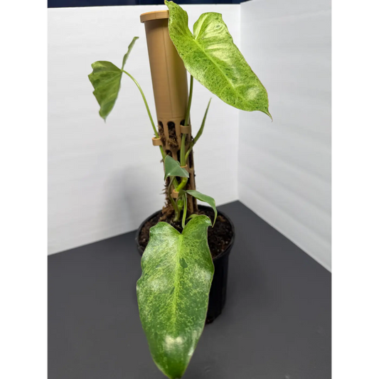Philodendron Paraiso Verde Moss Pole - 5 Inch Pot | Rare Variegated Climbing Indoor Plant