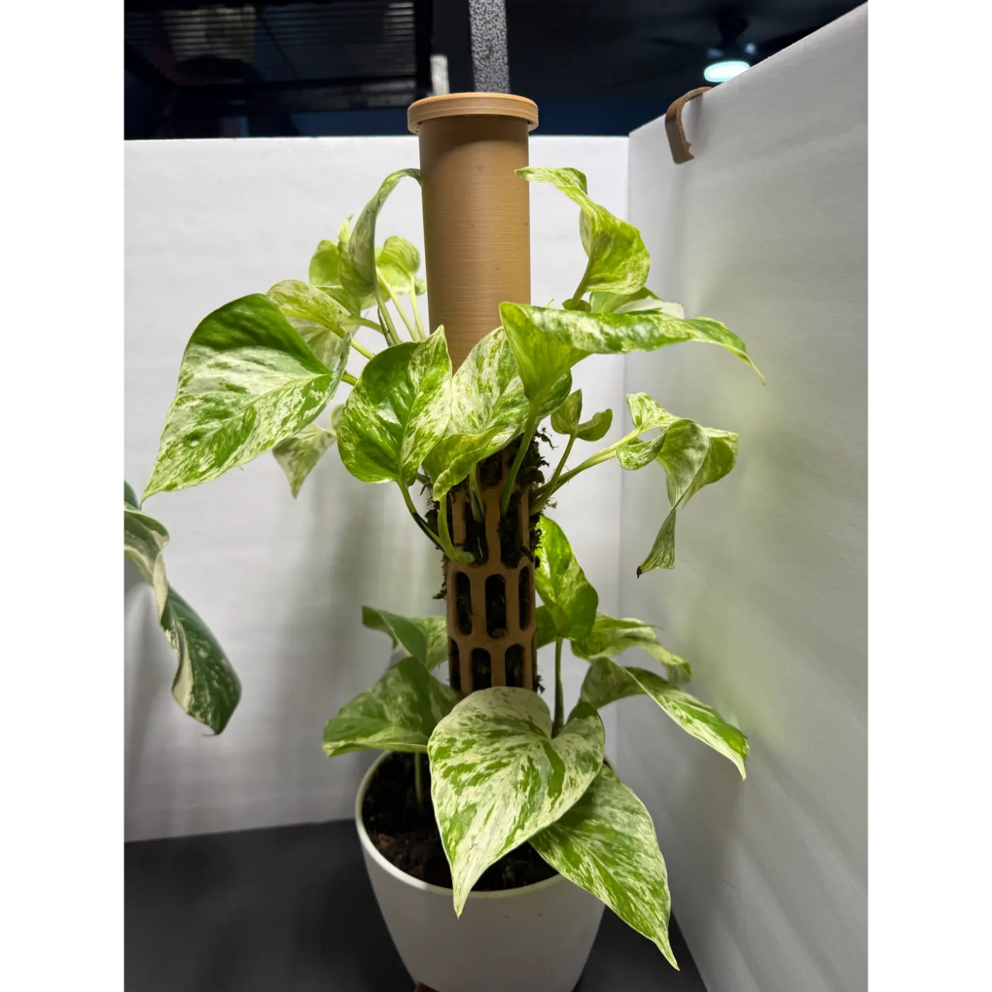 Marble Queen Pothos grown into a moss pole with a self watering 6in pot - Live Variegated Houseplant