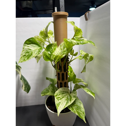 Marble Queen Pothos grown into a moss pole with a self watering 6in pot - Live Variegated Houseplant