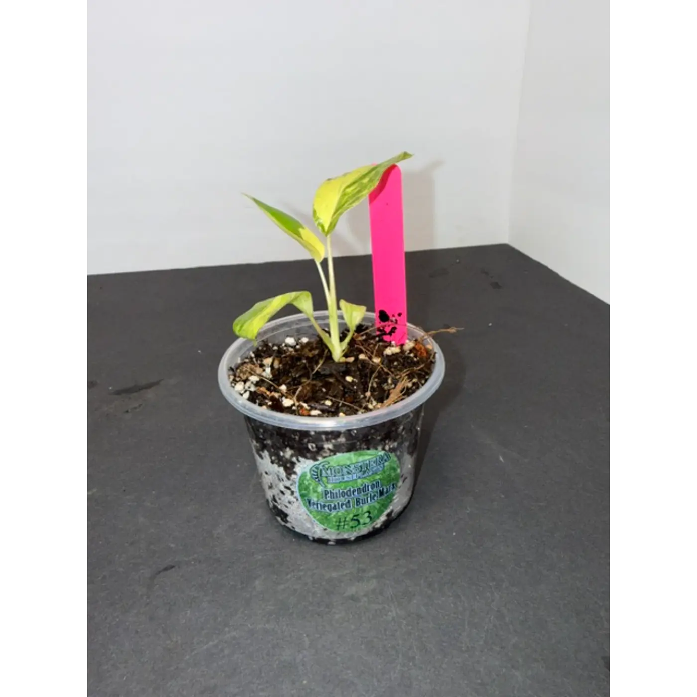 Variegated Burle Marx Philodendron Acclimated Tissue Culture #53