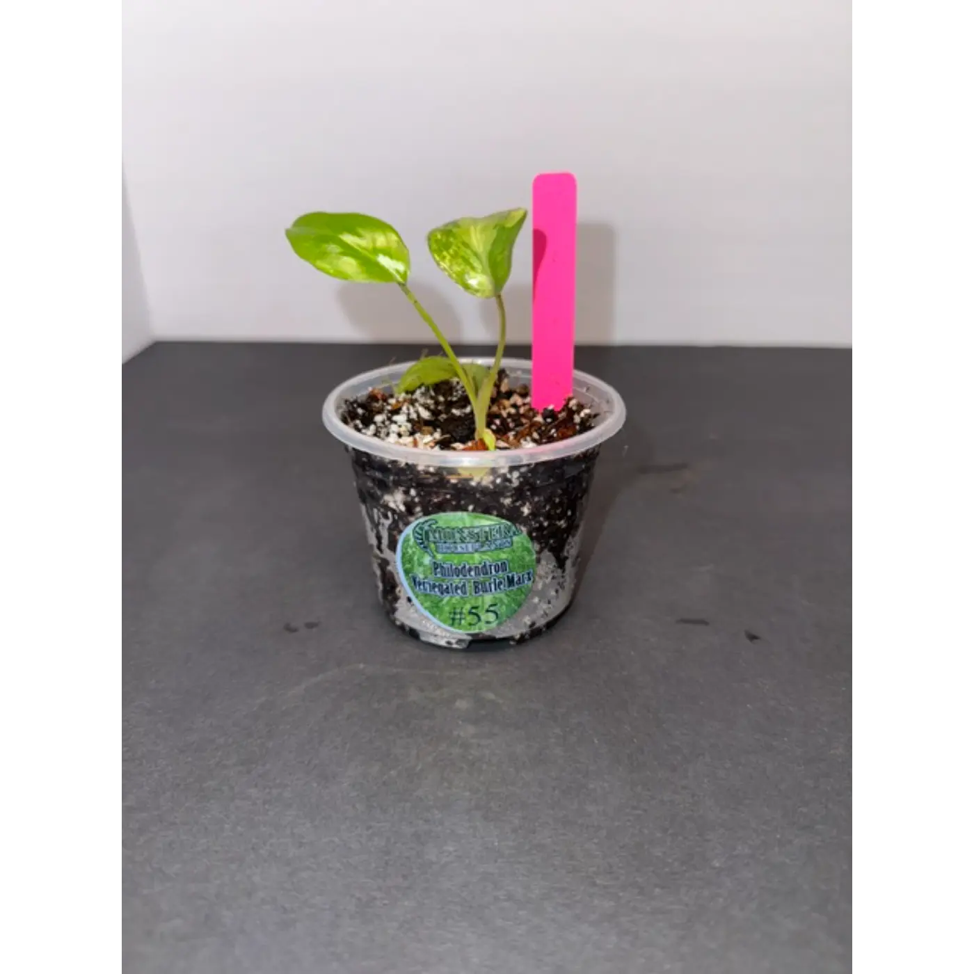 Variegated Burle Marx Philodendron Acclimated Tissue Culture #55