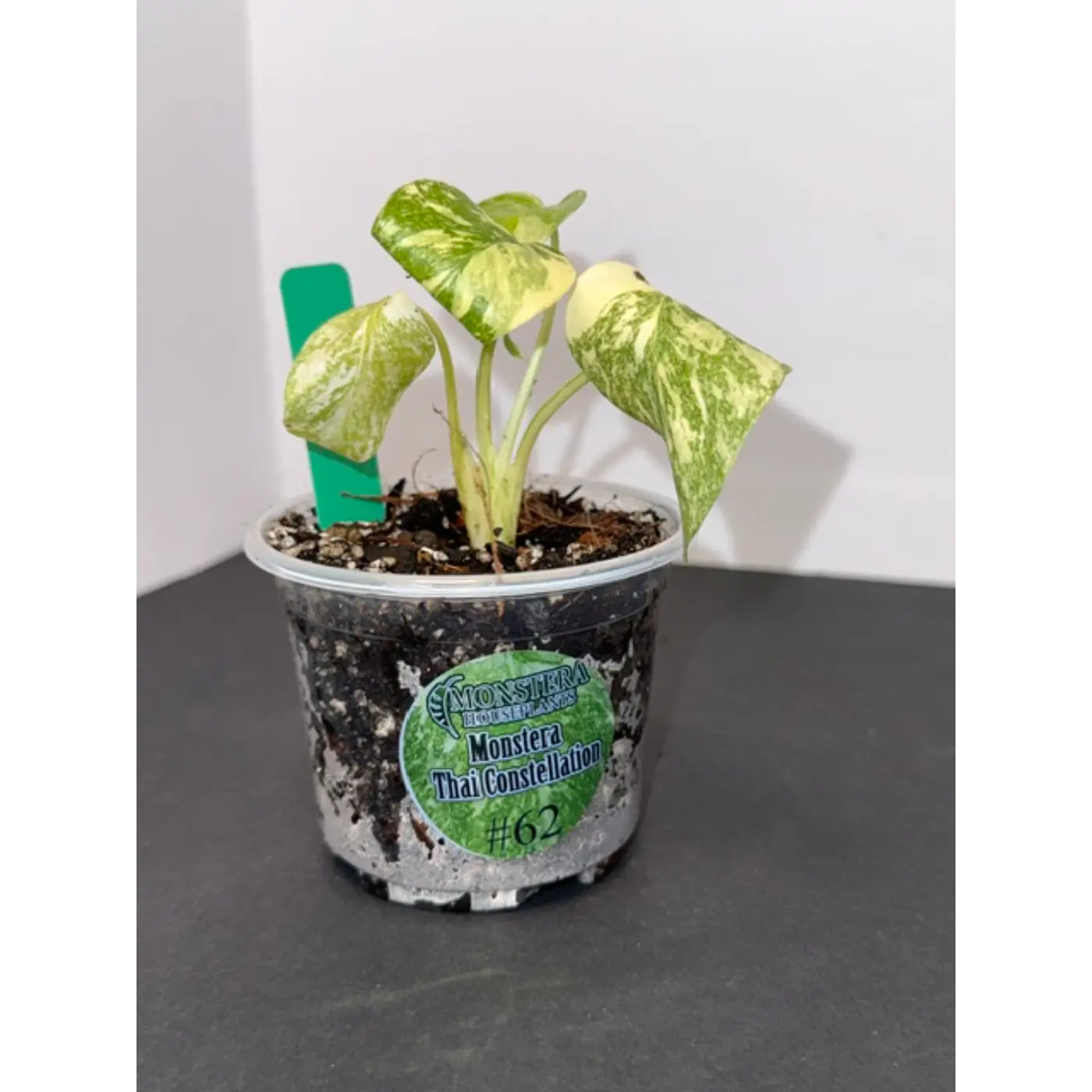 Monstera Thai Constellation #62