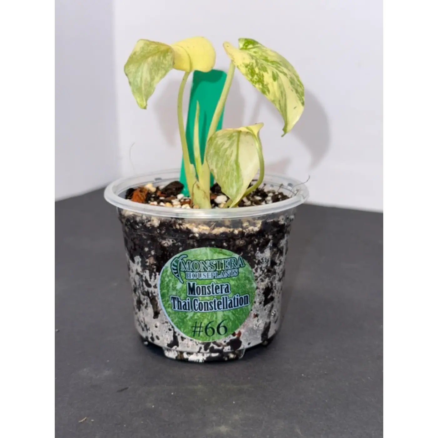 Monstera Thai Constellation #66