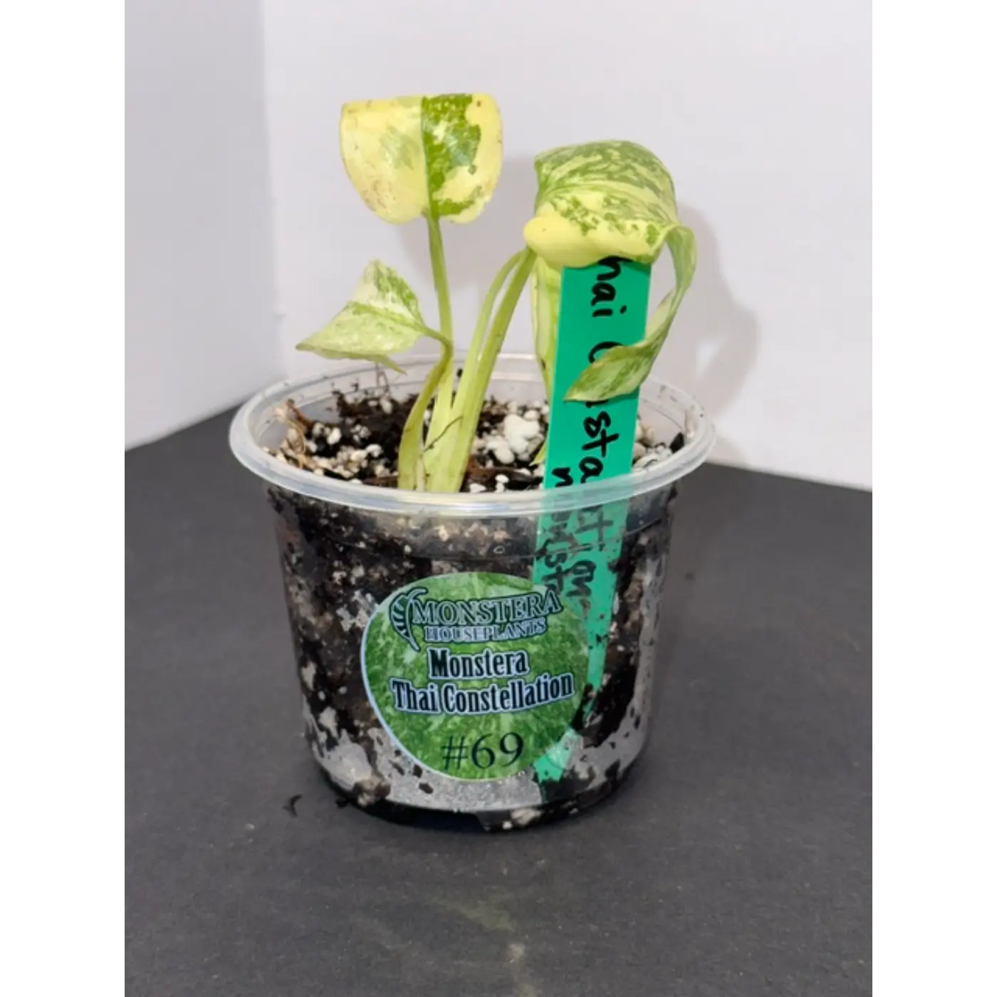 Monstera Thai Constellation #69