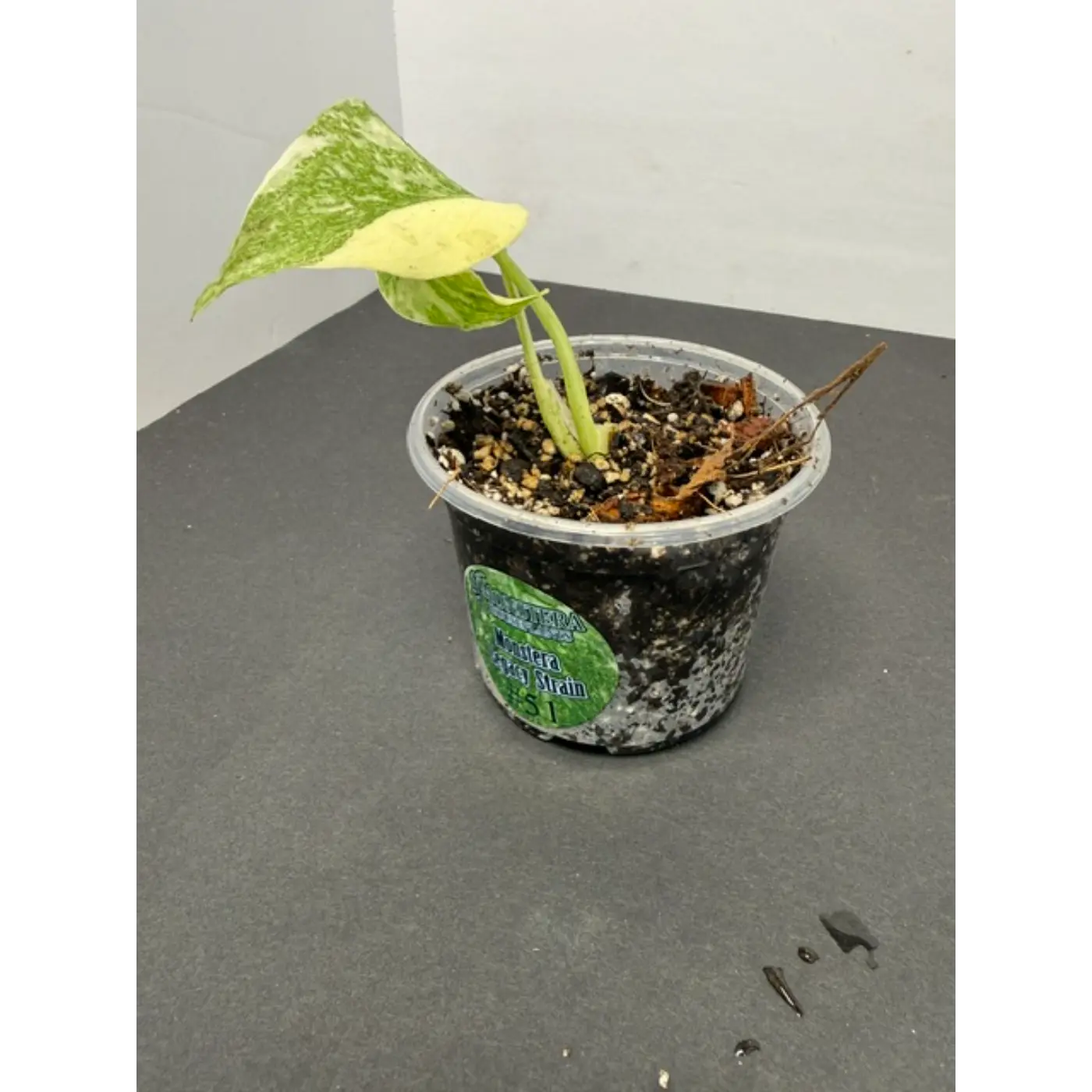 Monstera Legacy Strain #51