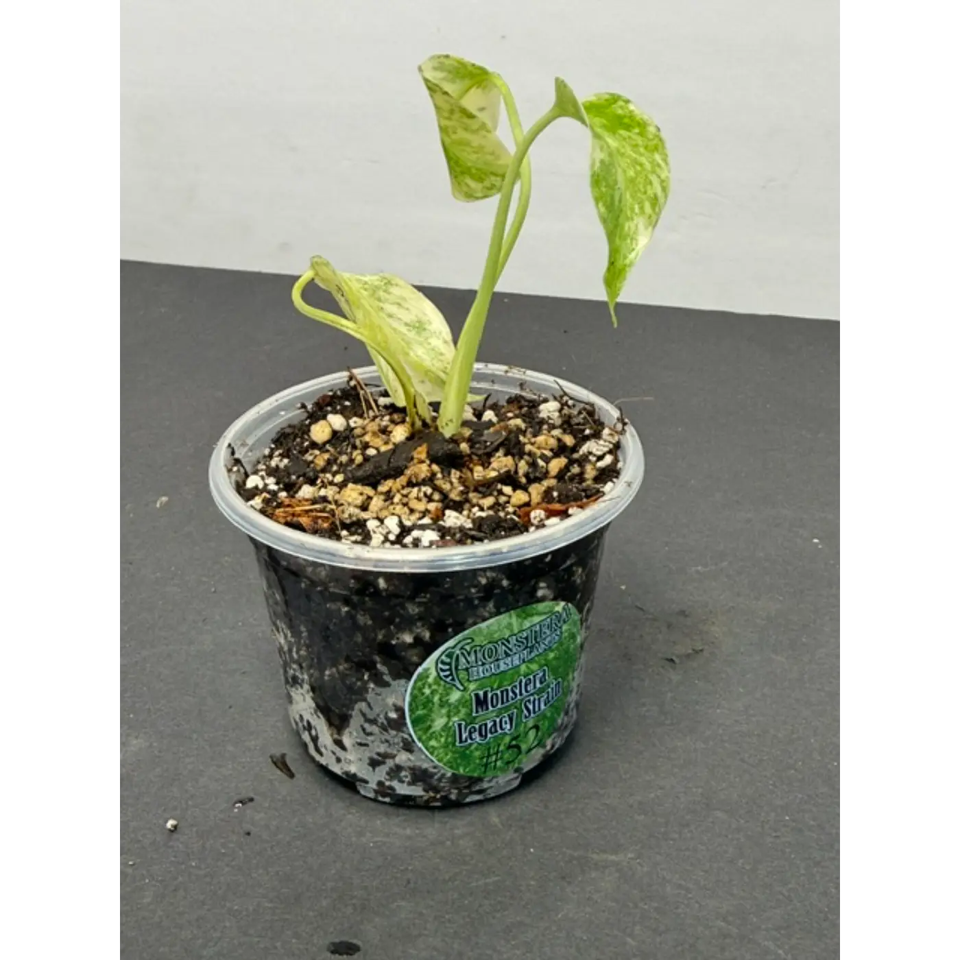 Monstera Legacy Strain #52