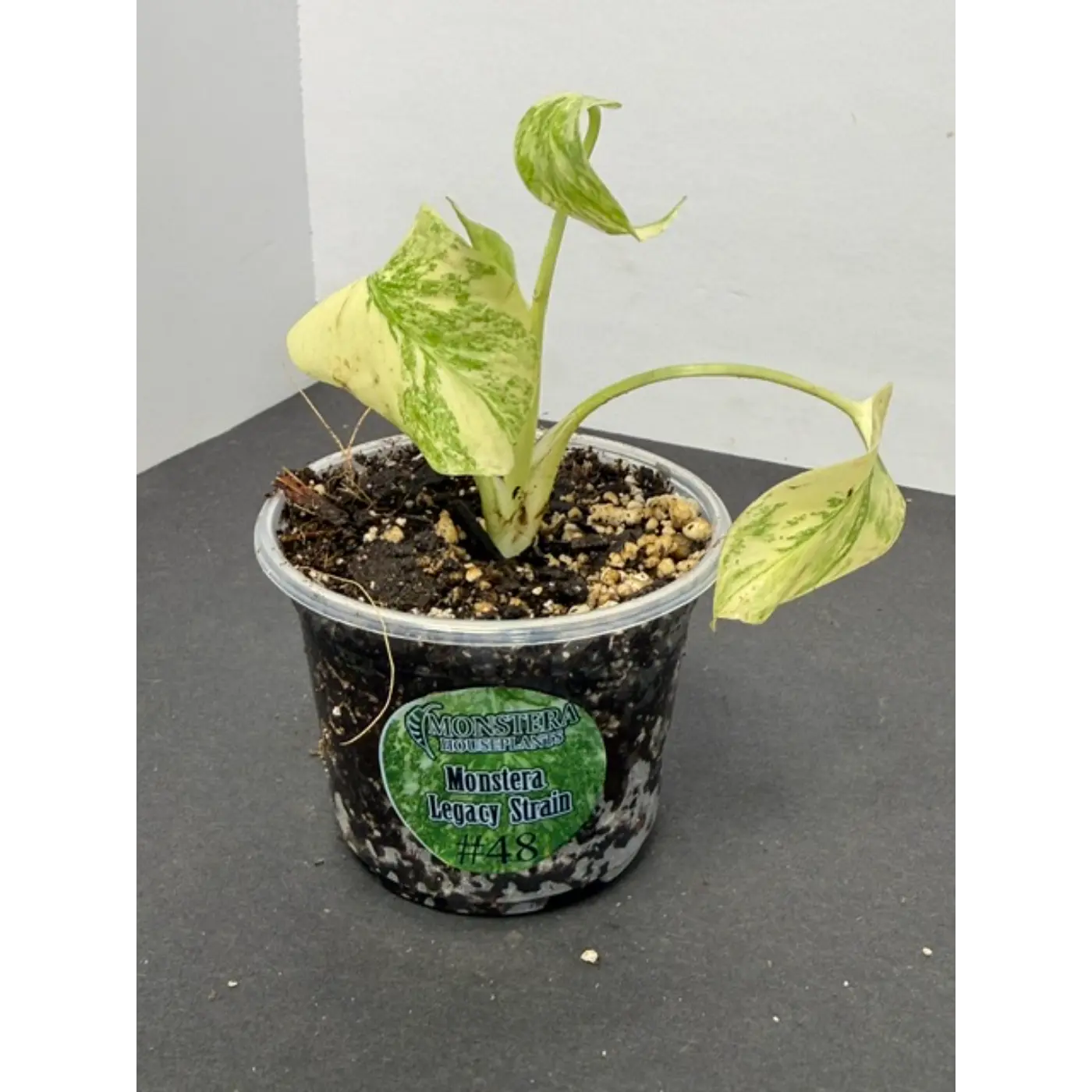 Monstera Legacy Strain #48