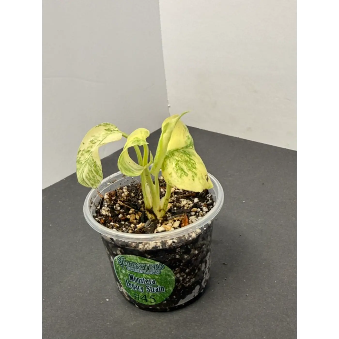 Monstera Legacy Strain #45