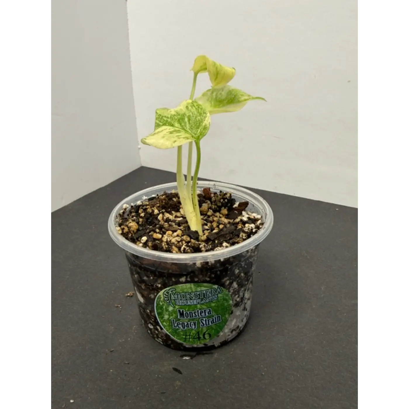 Monstera Legacy Strain #46