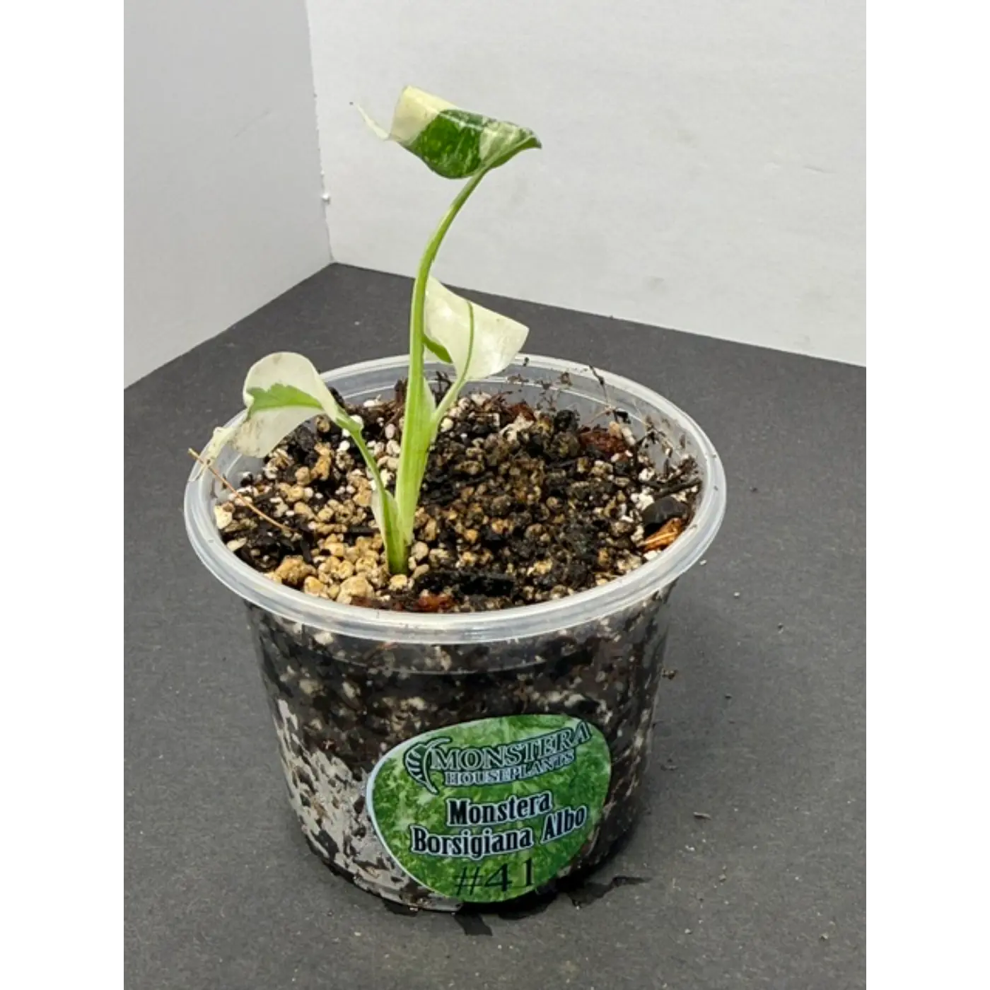 Monstera Borsigiana Albo #41